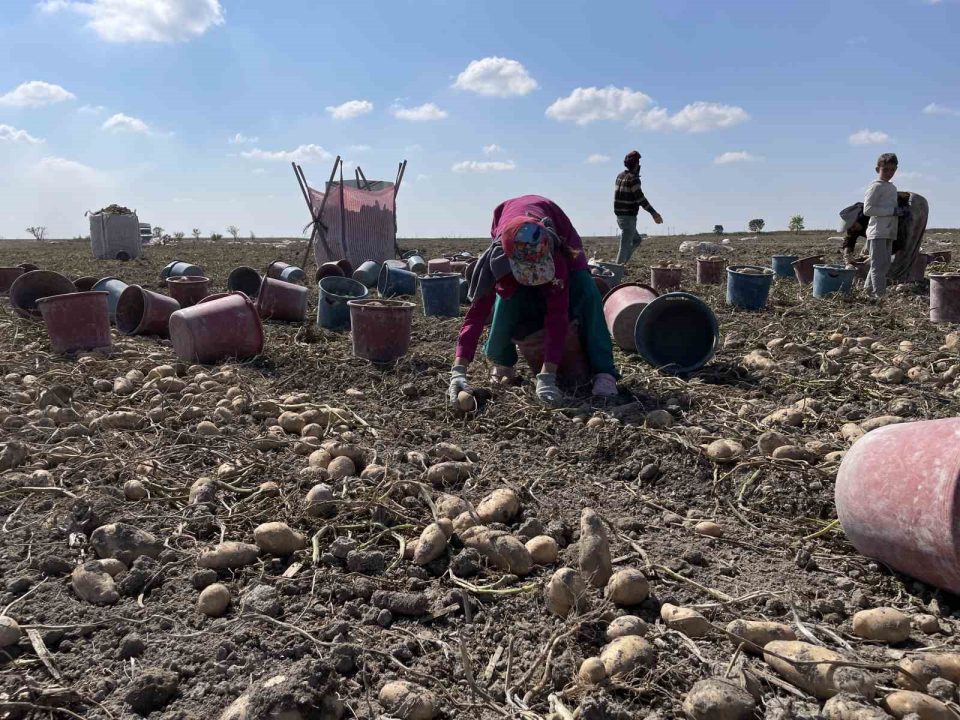 Konya, patates üretiminde Türkiye üretiminin yüzde 10,9’unu karşılıyor