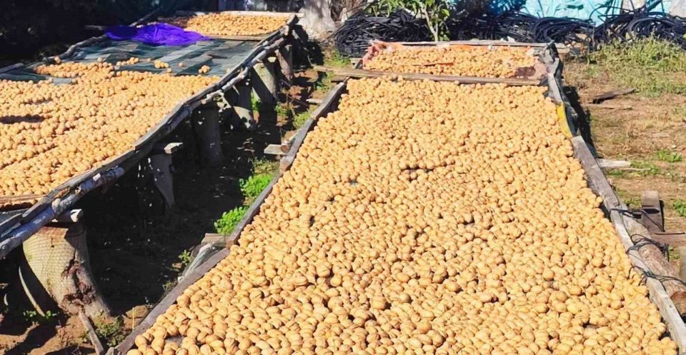 Beyşehir Gölyaka’da çifte hasat sevinci