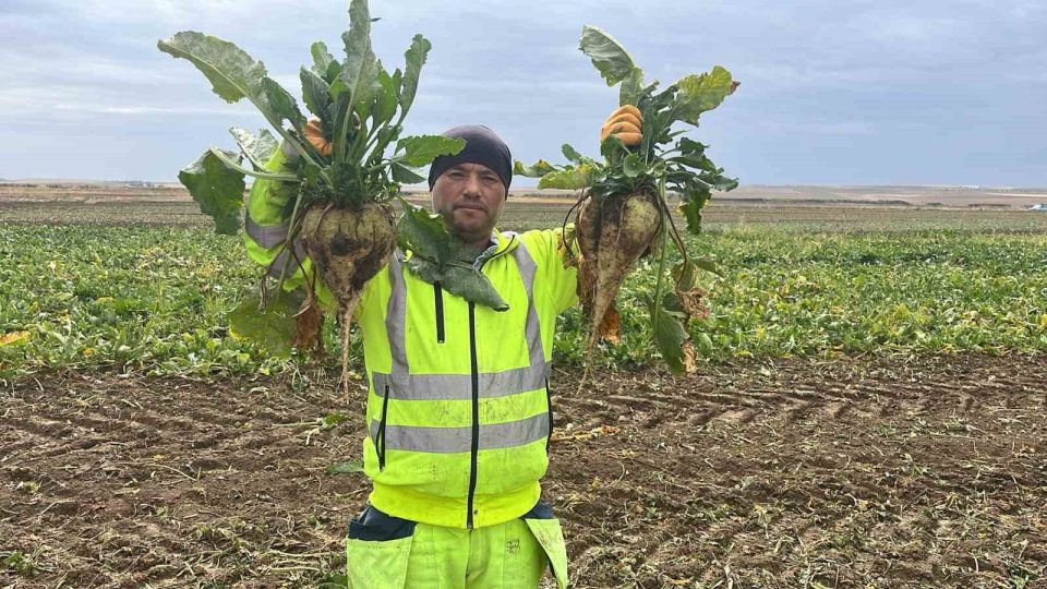 Kulu’da şeker pancarı hasadı başladı