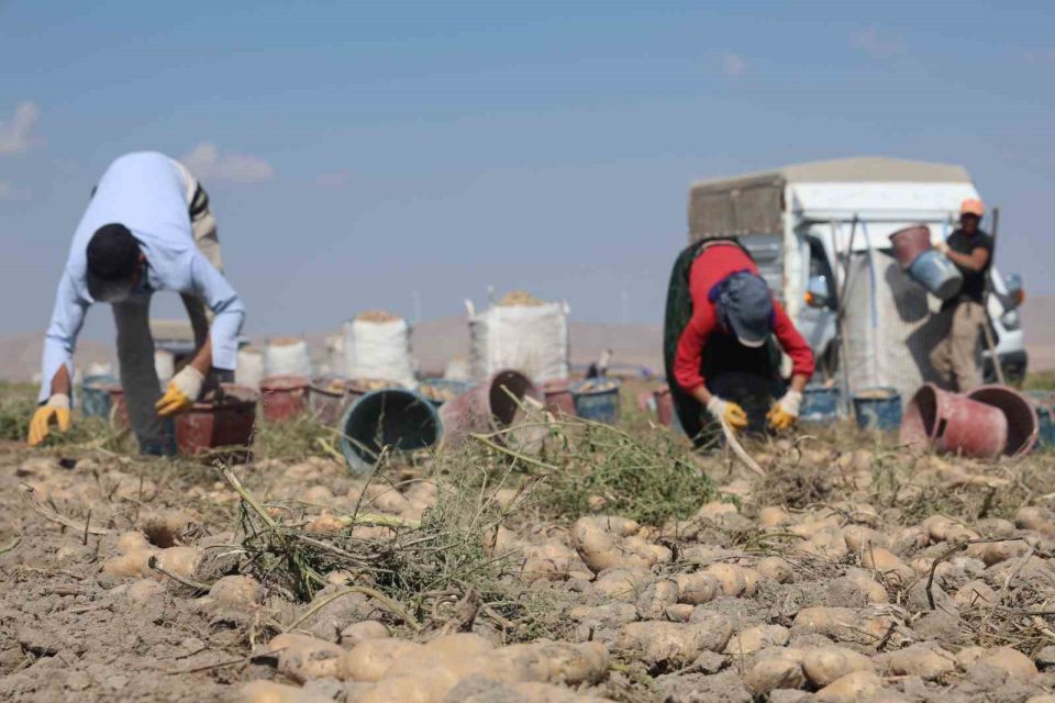 Konya, patates üretiminde Türkiye üretiminin yüzde 10,9’unu karşılıyor