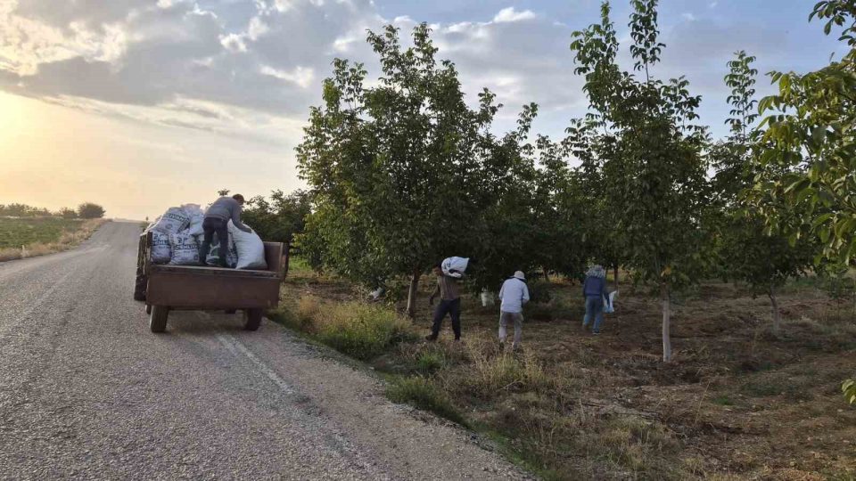 Beyşehir’de ceviz mesaisi hızlandı