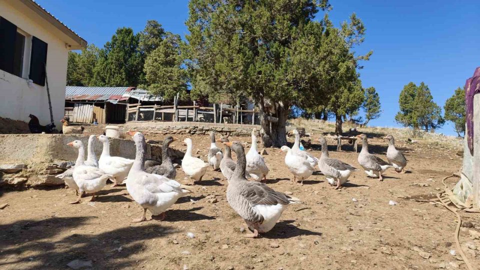 Sahilden yaylaya uzanan doğal yaşam ve Toroslar’da harnup pekmezi mesaisi